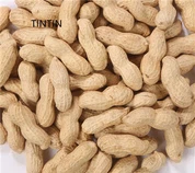 Hurtowa sprzedaż wysokiej jakości chińskich prażonych orzeszków ziemnych w skorupkach